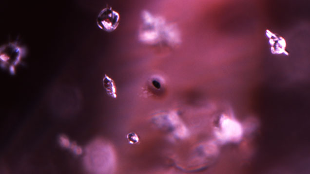 Haloed crystal in taaffeite