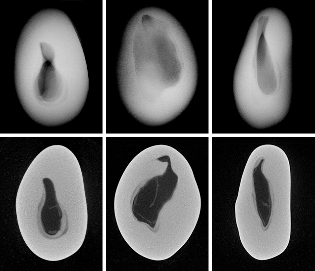 RTX and μ-CT images for non-bead-cultured pearl