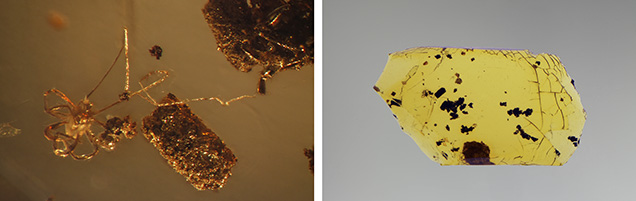 Amber showing mite inclusion under shadowed transmitted and fiber-optic illumination.