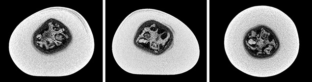 μ-CT slices in three directions of a natural <i>P. maxima</i> sample