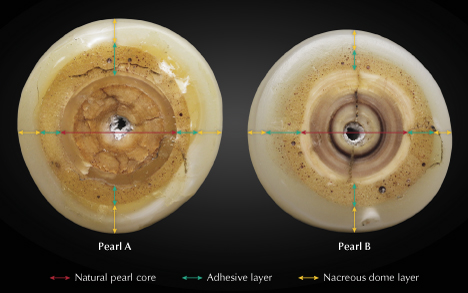 Figure 2. The base of pearl A measuring 12.19 × 11.88 mm and pearl B measuring 12.58 × 12.06 mm, showing the layering of different materials used in the assembly process. Photos by Gaurav Bera.