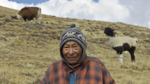アンチプラノ地域のボリビア人ラマ放牧者