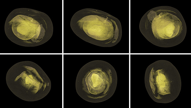 3D volume rendering of two pearls