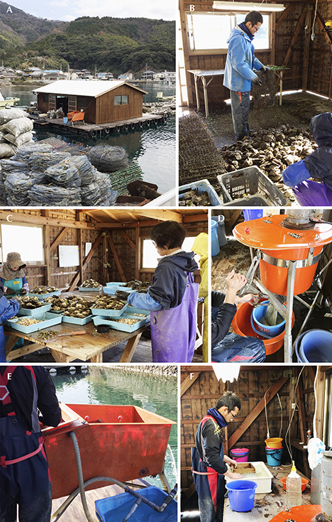 Pearl Harvest (<I>Hamaage</I>) in Uwajima.