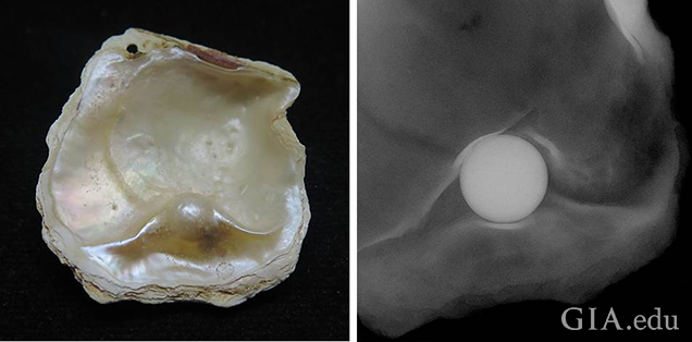 有核养殖附贝珍珠