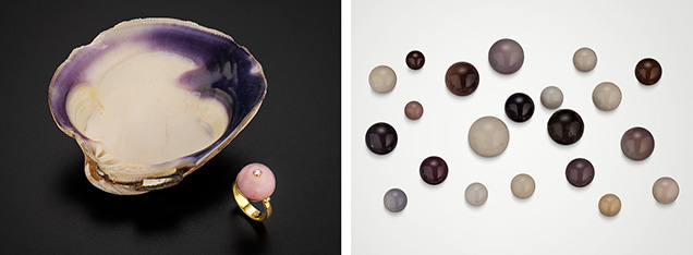 Figure 1. Left: The mother shell (<em>Mercenaria mercenaria</em>) and an 18K gold ring featuring a 14.43 × 14.63 mm lilac quahog pearl. Right: A rare collection of round quahog pearls ranging from 5.65 to 12.33 mm in diameter and in colors from white and beige to deep purple and tan. Photos by Robert Weldon; courtesy of ECIJA.