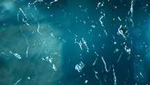 Figure 1. Immiscible two-phase fluid inclusions in a 0.48 ct Paraíba tourmaline. All circular phases were identified as gaseous CO2 by confocal Raman spectroscopy. Photomicrograph by Kazuko Saruwatari; field of view 1.10 mm.