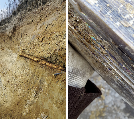 Petrified wood showing play-of-color from opal (right).