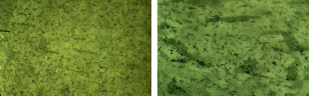 Figure 3. Left: Dark short needles and elongated particle clouds are responsible for the second four-rayed star, oriented at a 45-degree angle to the first star. Right: Skeletal inclusions, likely of dissolved magnetite. Photomicrographs by Liviano Soprani; fields of view 2.5 mm (left) and 2.0 mm (right).