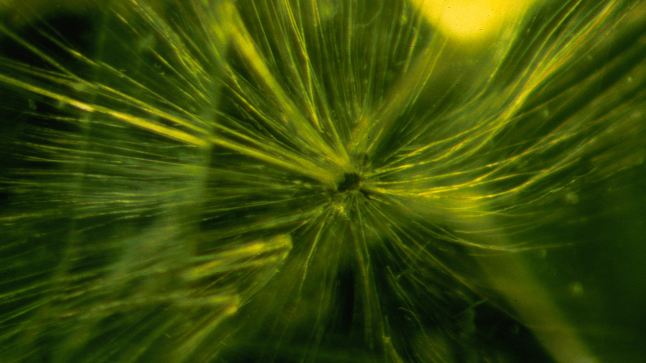 繊維状サーペンタイン「スギナ」