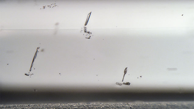 Figure 2. Negative crystal inclusions were observed in the submitted armenite. Photomicrograph by Britni LeCroy; field of view 2.77 mm.