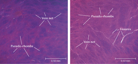 Figure 13. Cathodoluminescence images of sample ELS27. Left: Classic pattern of pseudo-rhombs and vein net in the pseudomorphs. Right: Fissures along the vein net between the pseudo-rhombs. Images by Biqian Xing.