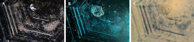 Figure 48. Example 3 before heat treatment with fiber-optic illumination (A), after heat treatment with fiber-optic illumination (B), and after heat treatment with diffuse transmitted illumination (C). Photomicrographs by Aaron Palke; field of view 2.34 mm.