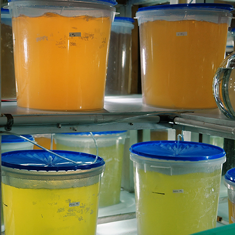 Containers of phytoplankton for consumption by hatchery mollusks