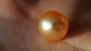 {GIA Field Gemologists Visit Pearl Farms Near Mergui, Myanmar} - image