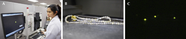 Figure 12. A and B: Pearl necklace being tested by X-ray fluorescence. C. Most of the pearls in the necklace are saltwater in origin and therefore inert when exposed to X-rays. The three pearls that show a moderate greenish yellow reaction are freshwater pearls.