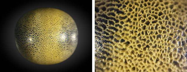 Left: A non-nacreous 0.085 ct pearl with a unique netted surface resembling the exterior of a melon. Right: The reticular netted cellular structure on the pearl’s surface. Photomicrographs by Pfokreni Nipuni; fields of view 4.0 mm (left) and 1.0 mm (right).