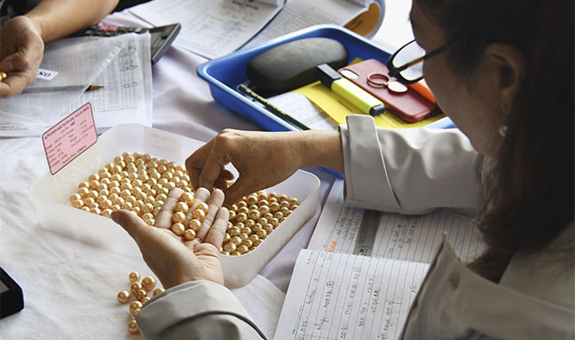 Figure 5. The GIA 7 Pearl Value Factors classification system is applicable across the whole pearl supply chain, from buyers checking the quality of pearls at an auction to consumers shopping for pearls at the retail level. Photo by Wim Vertriest.