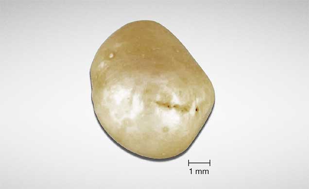 A small natural pearl used in an AMS experiment