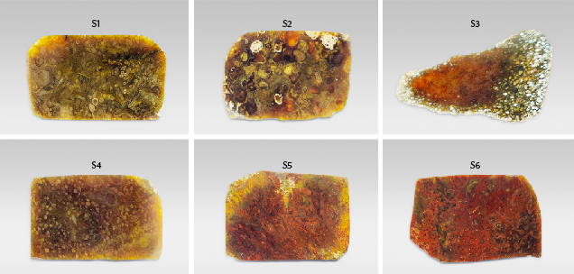 Figure 6. The six petrified tree fern samples cut in the transverse direction and analyzed for this study (3.2–4.1 cm in length and 1.6–2.5 cm in width). Photos by Han-Yue Xu.