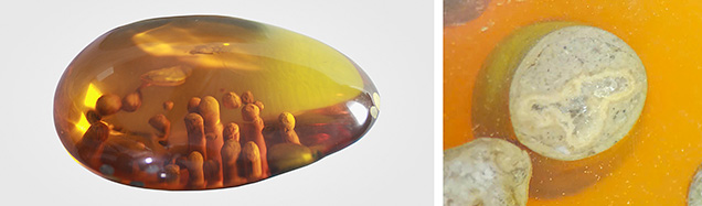 Figure 2. Left: Lateral view of <em>Palaeoclavaria burmitis</em> fungal inclusions in the 131.85 ct Burmese amber sample. Right: Cross section of the <em>Palaeoclavaria burmitis</em> inclusions showing a siliceous crystalline structure. Photos by Le Ngoc Nang; field of view 4 mm (right).