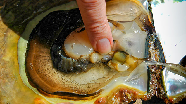 Pearl farm on the Indonesian island of Lombok