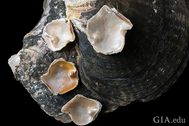 四颗斑珠母贝有核养殖附贝珍珠