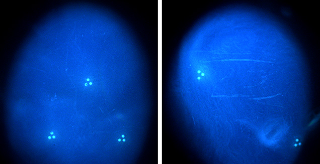 DiamondView imaging of two pearls