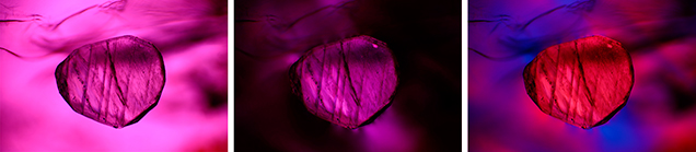 A first-order red compensator to enhance strain color in this spinel hosting a carbonate crystal.