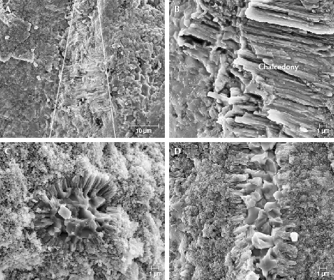 Figure 14. SEM images of petrified tree fern sample S4. A: From left to right, the contrast of mineral particle morphology between fine-grained quartz and fibrous quartz is indicated by the white lines. B: Details of the fibrous chalcedony in image A. C: The silica occurs as radial arms, as shown in cross section. D: In a longitudinal section, the minerals show a parallel arrangement, with the crystals appearing to develop from the outside to the inside.