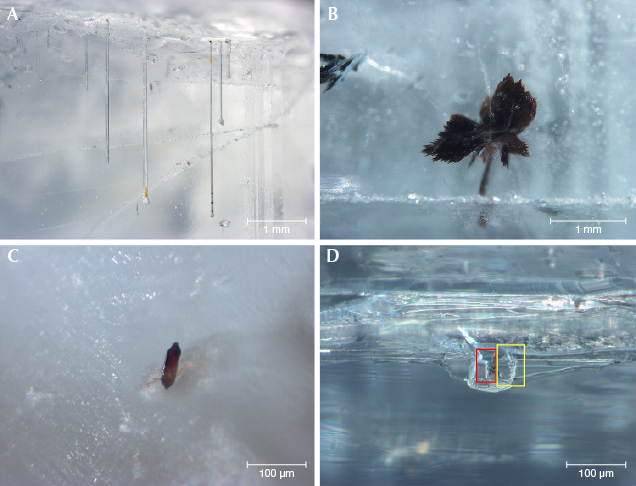 Various mineral inclusions in beryl samples