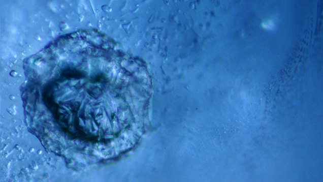 Negative crystals in a blue Montana sapphire