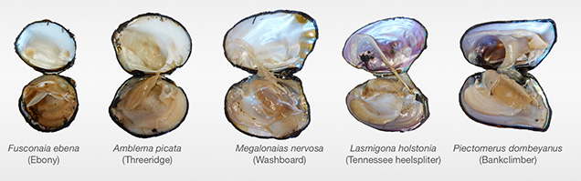 Freshwater mollusks from Kentucky Lake