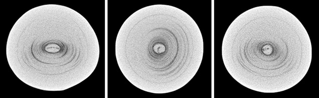 μ-CT slices in three directions of a natural <i>P. maxima</i> sample