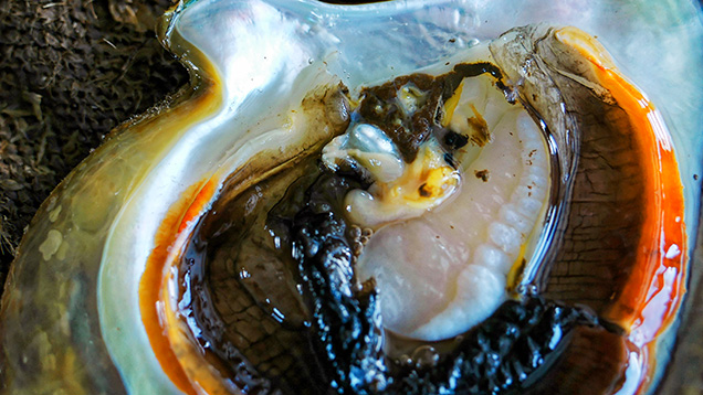 A non-bead-cultured pearl before removal from its host