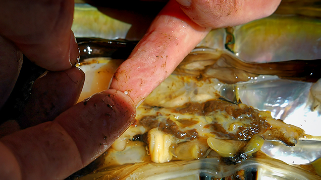 A seed pearl after discovery in the organs of a P. maxima shell