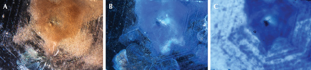 Figure 45. Example 2 before heat treatment with fiber-optic illumination (A), after heat treatment with fiber-optic illumination (B), and after heat treatment with diffuse transmitted illumination (C). Photomicrographs by Aaron Palke; field of view 4.79 mm.