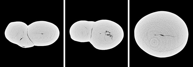 μ-CT slices in three directions of a natural <i>P. maxima</i> sample