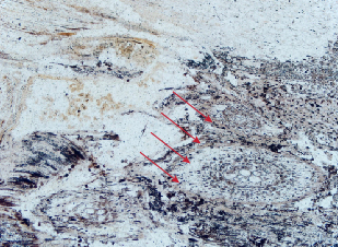 Figure 12. In sample S5, the plant structure features become more evident closer to the regolith, following the direction of the arrows. Photomicrograph by Han-Yue Xu; field of view 0.8 mm.