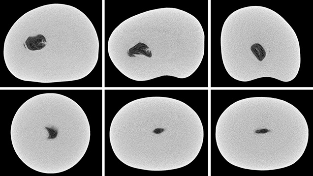 μ-CT slices in three directions of a natural <i>P. maxima</i> sample