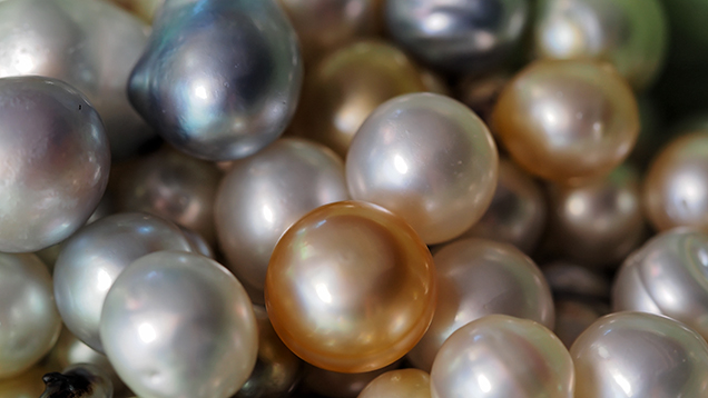 Bead-cultured pearls from hatchery-bred P. maxima oysters