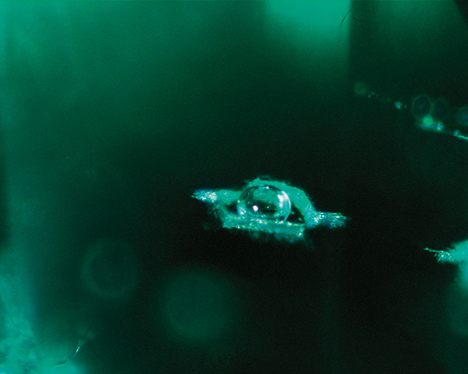 Raman Microspectroscopy