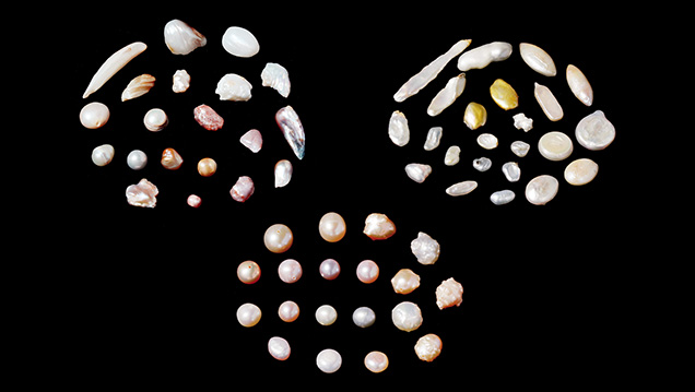 A variety of freshwater pearl samples