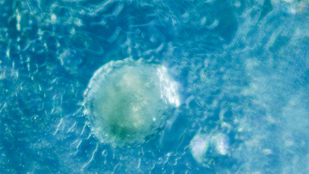 Barite inclusion in alluvial Montana sapphire