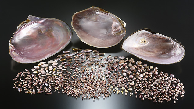 Freshwater pearls from the Mississippi River system with three mussel shells.