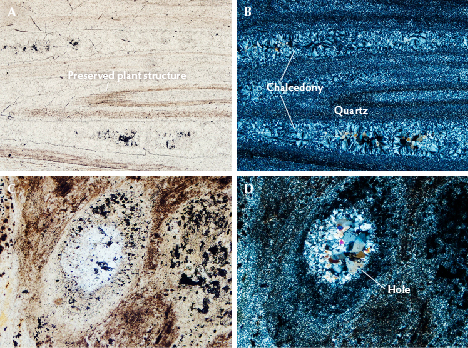 Four microscopic images showing geological samples. Labels indicate preserved plant structures, chalcedony, quartz, and a hole.