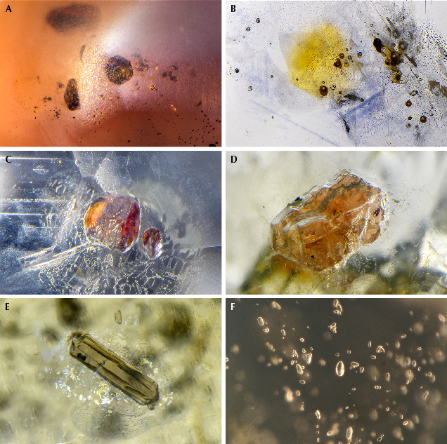Microscopic images of various mineral inclusions in amber, showcasing different colors and shapes.