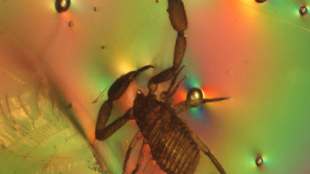 Slide-5_Pseudoscorpion-in-Amber-20x-pol-636x358