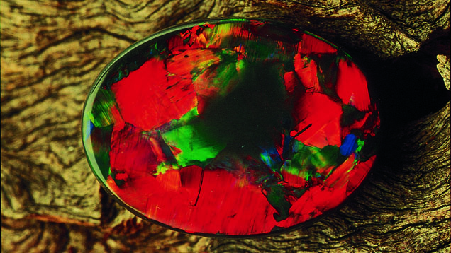 Black Opal. This black opal has a lot of red play-of-color, which is considered highly desirable. Courtesy Mariora, Surfer’s Paradise, Australia